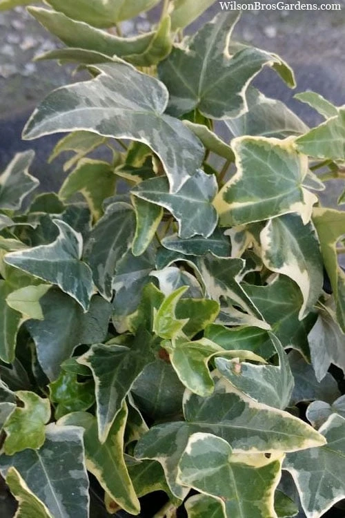 Ingelise English Ivy (Hedera) - 10 Pack of 4" Pots Ingelise English Ivy (Hedera) - 10 Pack Of 4" Pots -Garden Plants shop hedera helix ingelise english ivy 4