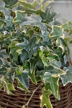 Ingelise English Ivy (Hedera) - 10 Pack Of 4" Pots 5 Ingelise English Ivy (Hedera) - 10 Pack Of 4" Pots -Garden Plants shop hedera helix ingelise english ivy 6