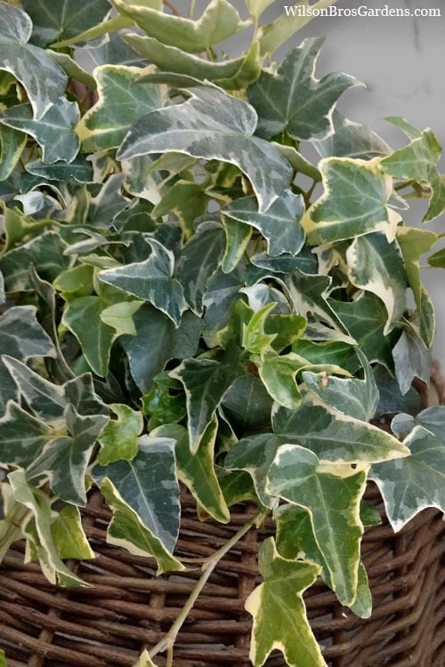 Ingelise English Ivy (Hedera) - 10 Pack of 4" Pots Ingelise English Ivy (Hedera) - 10 Pack Of 4" Pots -Garden Plants shop hedera helix ingelise english ivy 6