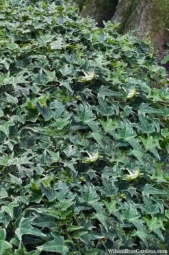 Ingelise English Ivy (Hedera) - 10 Pack Of 4" Pots 4 Ingelise English Ivy (Hedera) - 10 Pack Of 4" Pots -Garden Plants shop hedera helix ingelise english ivy 7