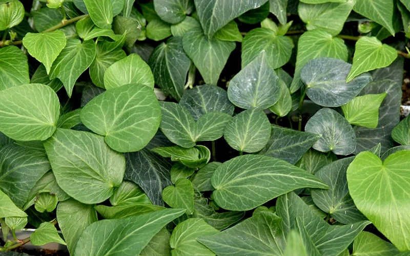 Teardrop Ivy (Hedera helix) - 5 Pack of Pint Pots Teardrop Ivy (Hedera Helix) - 5 Pack Of Pint Pots -Garden Plants shop hedera helix teardrop ivy 100