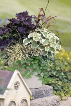 Teardrop Ivy (Hedera Helix) - 5 Pack Of Pint Pots 2 Teardrop Ivy (Hedera Helix) - 5 Pack Of Pint Pots -Garden Plants shop hedera helix teardrop ivy 101