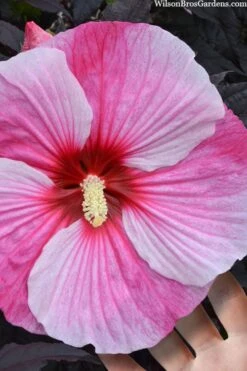 Starry Night Hardy Hibiscus (Rose Mallow) - 1 Gallon Pot -Garden Plants shop hibiscus starry night rose mallow 2