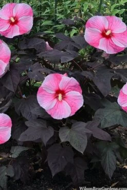 Starry Night Hardy Hibiscus (Rose Mallow) - 1 Gallon Pot -Garden Plants shop hibiscus starry night rose mallow 4