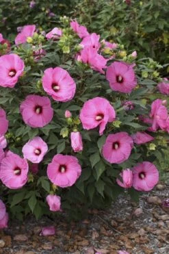 Summerific Candy Crush Hibiscus (Rose Mallow) - 1 Gallon Pot -Garden Plants shop hibiscus summerific candy crush 9