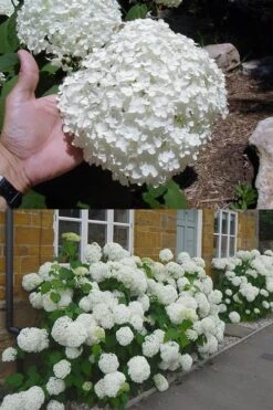 Annabelle Hydrangea - 3 Gallon Pot 7 Annabelle Hydrangea - 3 Gallon Pot -Garden Plants shop hydrangea annabelle 2 500x750 1