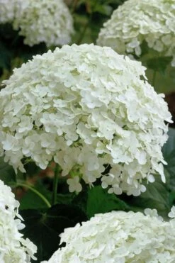 Annabelle Hydrangea - 3 Gallon Pot 8 Annabelle Hydrangea - 3 Gallon Pot -Garden Plants shop hydrangea arborescens annabelle 10