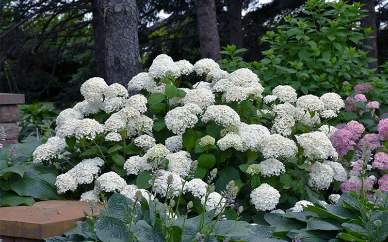 Annabelle Hydrangea - 3 Gallon Pot Annabelle Hydrangea - 3 Gallon Pot -Garden Plants shop hydrangea arborescens annabelle 11