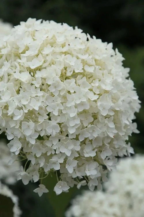 Annabelle Hydrangea - 3 Gallon Pot Annabelle Hydrangea - 3 Gallon Pot -Garden Plants shop hydrangea arborescens annabelle 12