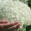 Annabelle Hydrangea - 3 Gallon Pot