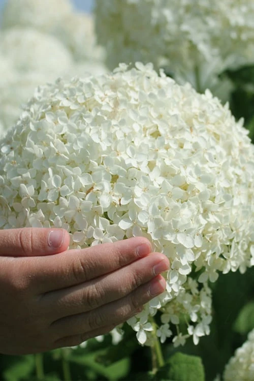 Annabelle Hydrangea - 3 Gallon Pot Annabelle Hydrangea - 3 Gallon Pot -Garden Plants shop hydrangea arborescens annabelle 21 1