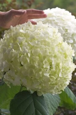 Incrediball Smooth Hydrangea - 3 Gallon Pot -Garden Plants shop hydrangea arborescens incrediball 10