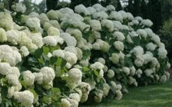 Incrediball Smooth Hydrangea - 3 Gallon Pot -Garden Plants shop hydrangea arborescens incrediball 12
