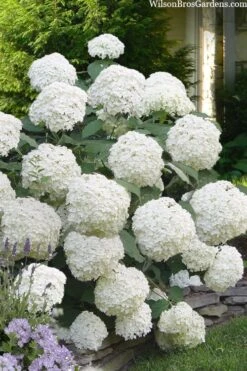 Incrediball Smooth Hydrangea - 3 Gallon Pot -Garden Plants shop hydrangea arborescens incrediball 16