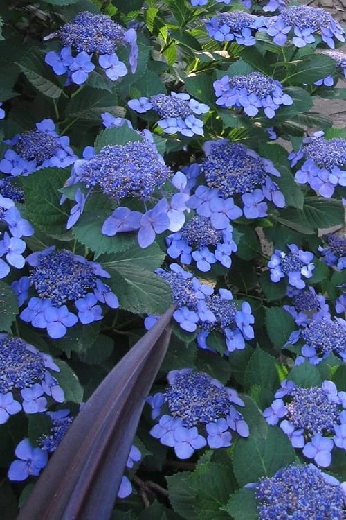 Bluebird Hydrangea - 2 Gallon Pot Bluebird Hydrangea - 2 Gallon Pot -Garden Plants shop hydrangea bluebird 21