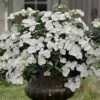 Fairytrail Bride Cascade Hydrangea - 1 Gallon Pot