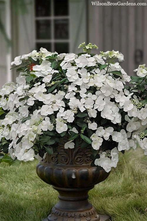 Fairytrail Bride Cascade Hydrangea - 1 Gallon Pot Fairytrail Bride Cascade Hydrangea - 1 Gallon Pot -Garden Plants shop hydrangea fairytrail bride 11 1