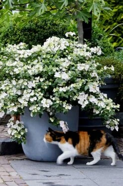 Fairytrail Bride Cascade Hydrangea - 1 Gallon Pot 4 Fairytrail Bride Cascade Hydrangea - 1 Gallon Pot -Garden Plants shop hydrangea fairytrail bride 7 1