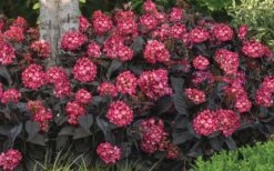 Eclipse Bigleaf Hydrangea - 3 Gallon Pot -Garden Plants shop hydrangea macrophylla eclipse 4