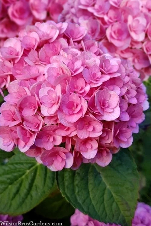 Love Hydrangea - 3 Gallon Pot Love Hydrangea - 3 Gallon Pot -Garden Plants shop hydrangea macrophylla love 1