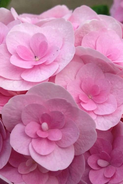 Love Hydrangea - 3 Gallon Pot Love Hydrangea - 3 Gallon Pot -Garden Plants shop hydrangea macrophylla love 4