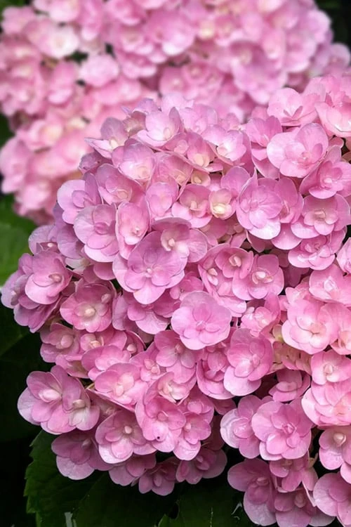Love Hydrangea - 3 Gallon Pot Love Hydrangea - 3 Gallon Pot -Garden Plants shop hydrangea macrophylla love 5