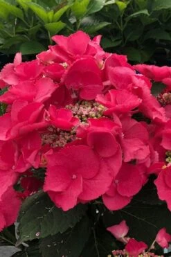 Cherry Explosion Hydrangea - 3 Gallon Pot -Garden Plants shop hydrangea macrophylla mckay cherry explosion 100 1