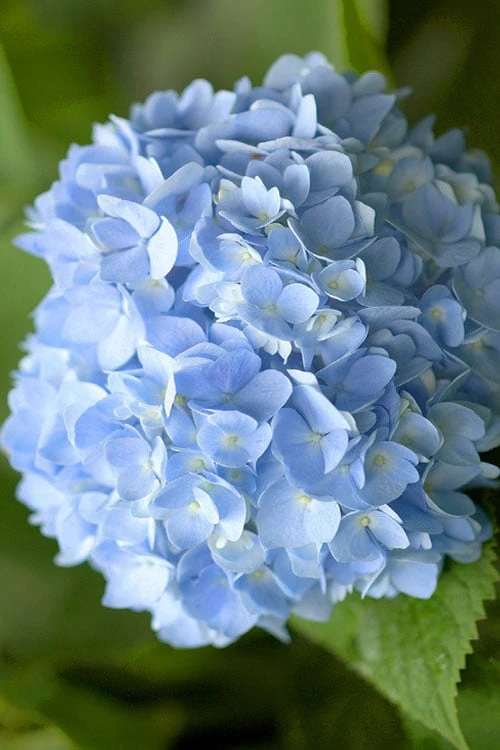 Penny Mac Hydrangea - 1 Gallon Pot Penny Mac Hydrangea - 1 Gallon Pot -Garden Plants shop hydrangea macrophylla penny mac 21 1