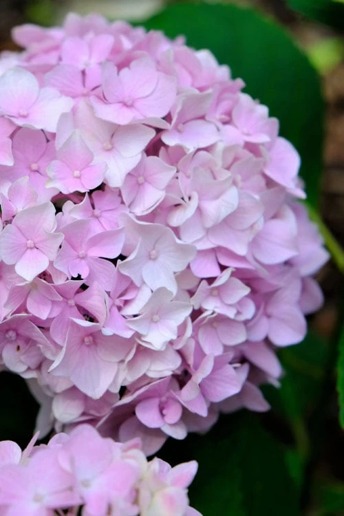 Penny Mac Hydrangea - 1 Gallon Pot Penny Mac Hydrangea - 1 Gallon Pot -Garden Plants shop hydrangea macrophylla penny mac 22 1
