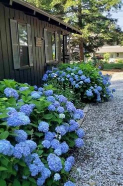 Penny Mac Hydrangea - 2 Gallon Pot 4 Penny Mac Hydrangea - 2 Gallon Pot -Garden Plants shop hydrangea macrophylla penny mac 23 2