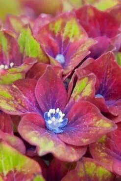 Pistachio Hydrangea - 3 Gallon Pot -Garden Plants shop hydrangea macrophylla pistachio 5