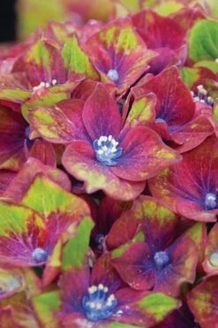 Pistachio Hydrangea - 3 Gallon Pot -Garden Plants shop hydrangea macrophylla pistachio 6
