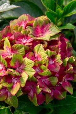 Pistachio Hydrangea - 3 Gallon Pot -Garden Plants shop hydrangea macrophylla pistachio 7