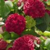Red Sensation Hydrangea - 3 Gallon Pot