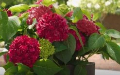 Red Sensation Hydrangea - 3 Gallon Pot -Garden Plants shop hydrangea macrophylla red sensation 6