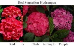 Red Sensation Hydrangea - 3 Gallon Pot -Garden Plants shop hydrangea macrophylla red sensation 8