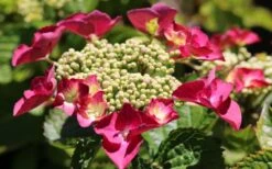 Teller Red Hydrangea - 1 Gallon Pot -Garden Plants shop hydrangea macrophylla teller red 3