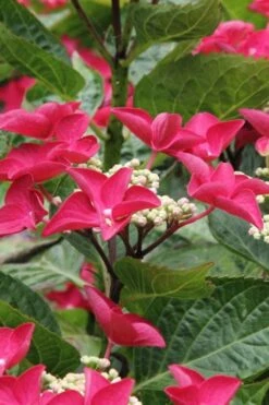 Teller Red Hydrangea - 1 Gallon Pot -Garden Plants shop hydrangea macrophylla teller red 4