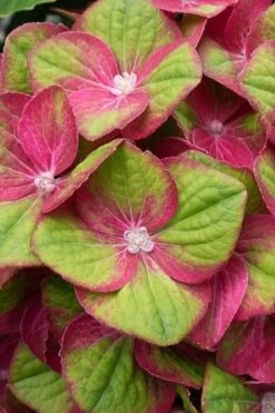 Tilt-A-Swirl Hydrangea - 3 Gallon Pot - SALE -Garden Plants shop hydrangea macrophylla tilt a swirl 4 1