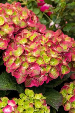 Tilt-A-Swirl Hydrangea - 3 Gallon Pot - SALE -Garden Plants shop hydrangea macrophylla tilt a swirl 7 1