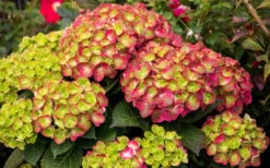 Tilt-A-Swirl Hydrangea - 3 Gallon Pot - SALE -Garden Plants shop hydrangea macrophylla tilt a swirl 8 1