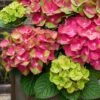 Tilt-A-Swirl Hydrangea - 3 Gallon Pot