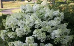 Bobo Hydrangea - 3 Gallon Pot -Garden Plants shop hydrangea paniculata bobo 4
