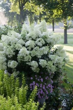 Bobo Hydrangea - 3 Gallon Pot -Garden Plants shop hydrangea paniculata bobo 5