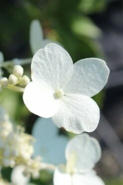 Kyushu Hydrangea - 3 Gallon Pot -Garden Plants shop hydrangea paniculata kyushu 23