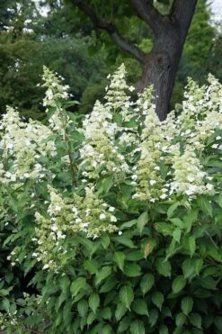 Kyushu Hydrangea - 3 Gallon Pot -Garden Plants shop hydrangea paniculata kyushu 5