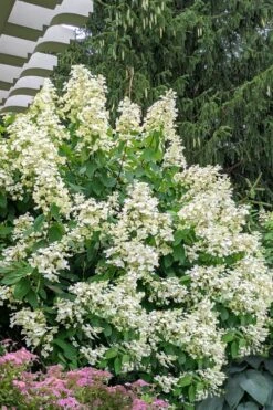 Kyushu Hydrangea - 3 Gallon Pot -Garden Plants shop hydrangea paniculata kyushu 7