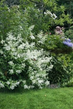 Kyushu Hydrangea - 3 Gallon Pot -Garden Plants shop hydrangea paniculata kyushu 9
