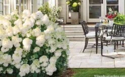 Little Hottie Hydrangea - 3 Gallon Pot -Garden Plants shop hydrangea paniculata little hottie 5 1