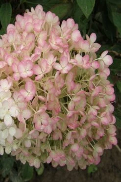 Little Hottie Hydrangea - 3 Gallon Pot -Garden Plants shop hydrangea paniculata little hottie 9 1